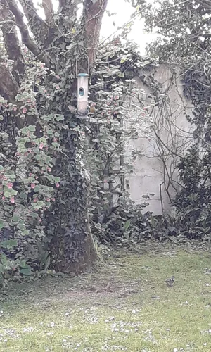 Bird feeder in a garden