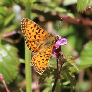 Small Pearl Bordered Fritillary butterfly