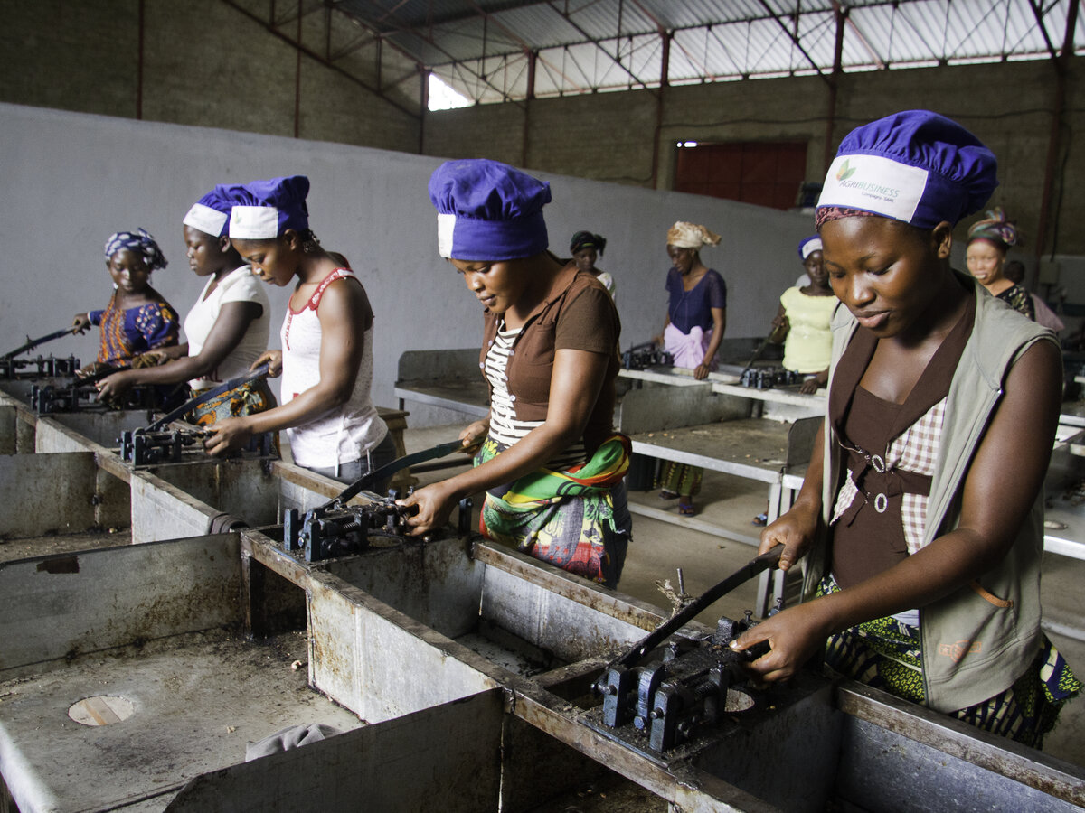 Women deshelling cashews, Agri-Business Company cashew factory, Touba, C™te d'Ivoire. Photo © Nile Sprague Women deshelling cashews, Agri-Business Company cashew factory, Touba, Côte d'Ivoire. Photo © Nile Sprague