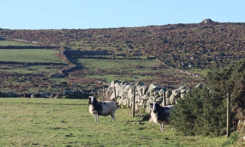 2022-01-17 Carn Galver Bosporthennis W11 30.webp