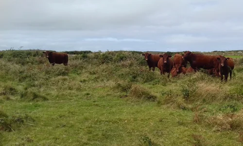 Cattle near Lanyon Quoit