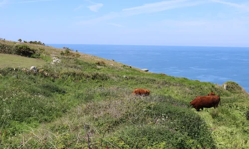 Cattle grazing at Tregaminion Chapel and well