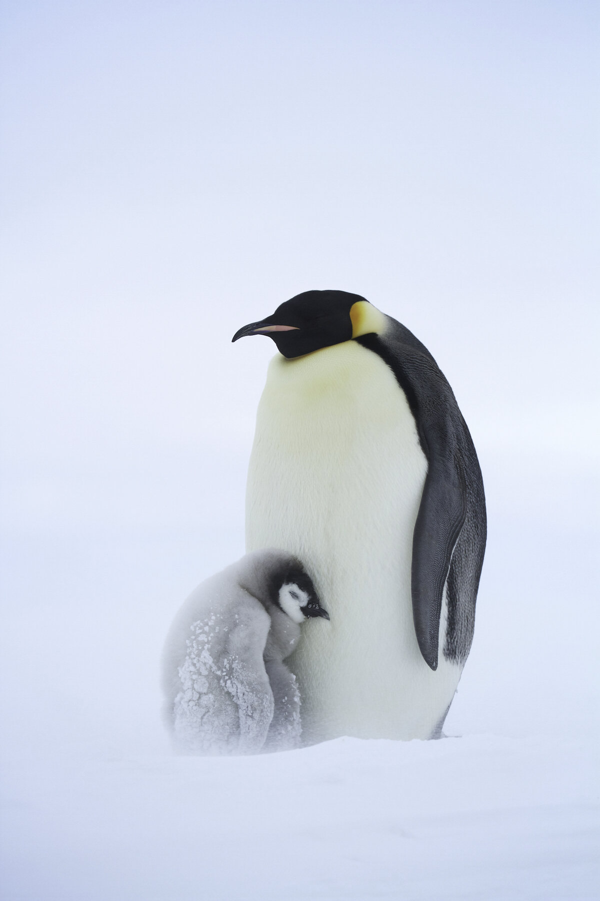 Chick huddles against parent during a snow storm