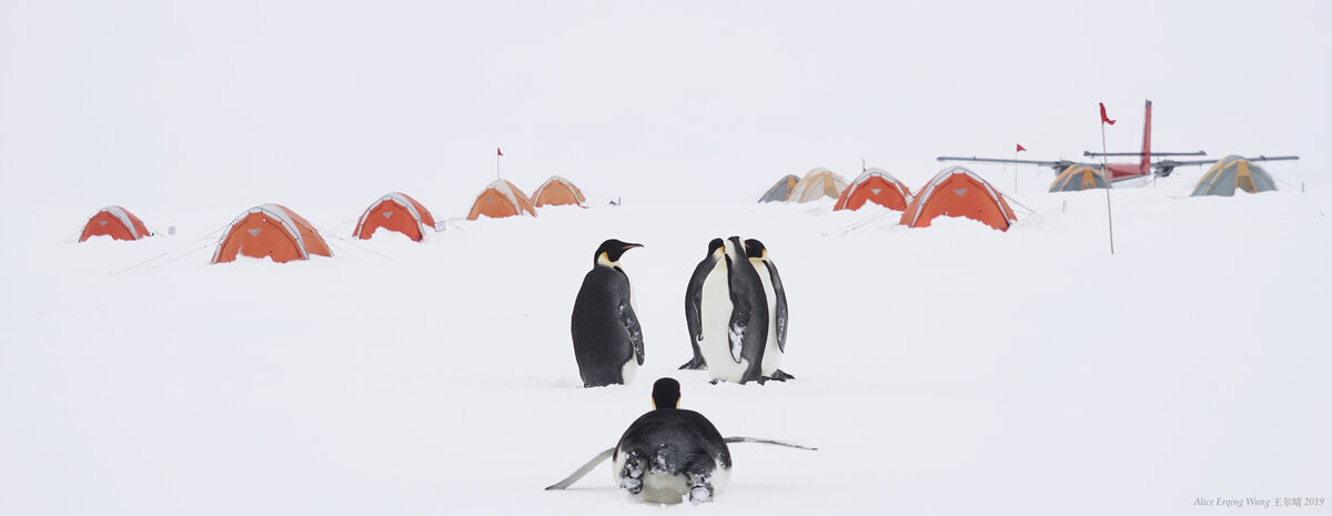 A group of emperor penguins stand beside ALE's Gould Bay Camp