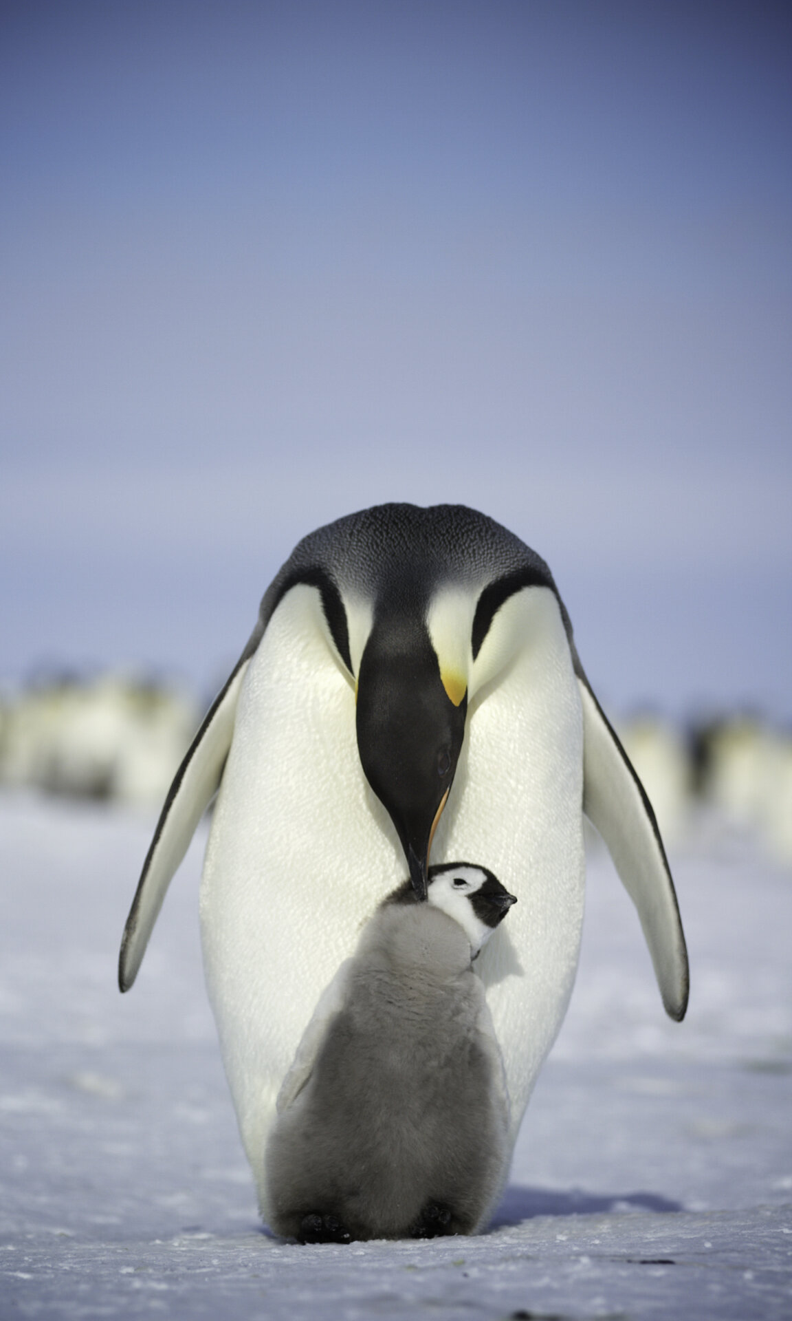 Adult emperor penguin bows its head to peck its chick