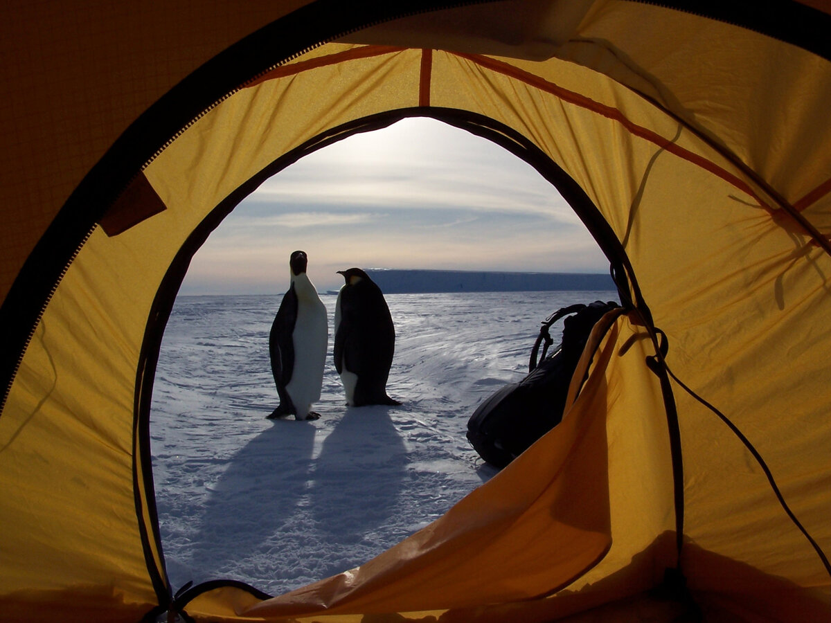 Curious penguins stand outside guest tent