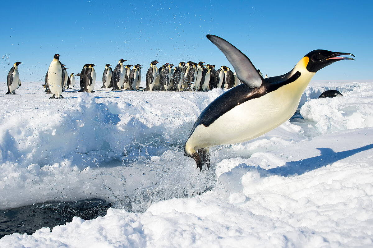 Emperor penguin shoots out of the water at a lead