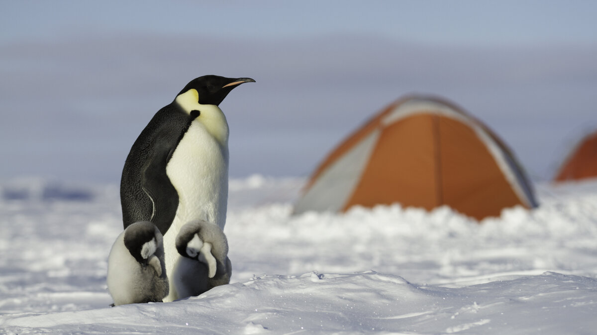 An emperor penguin parent stands guard over two sleeping chicks