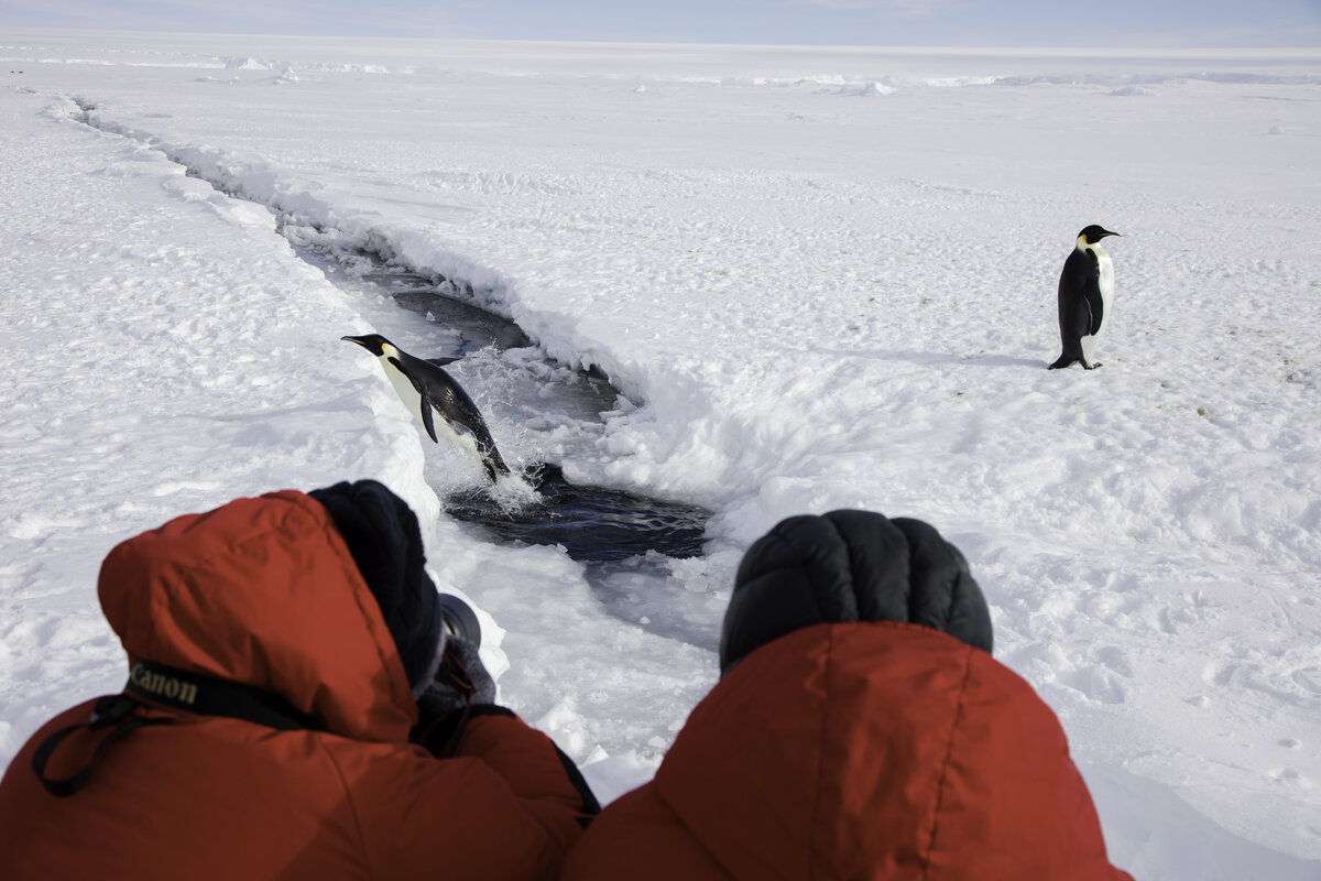 Guests photograph an emperor penguin leaping from the water
