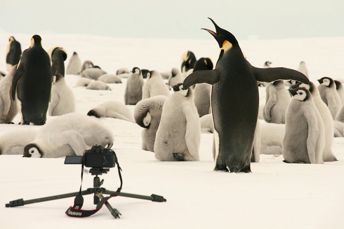 Adult emperor penguin flaps its wings and trumpets