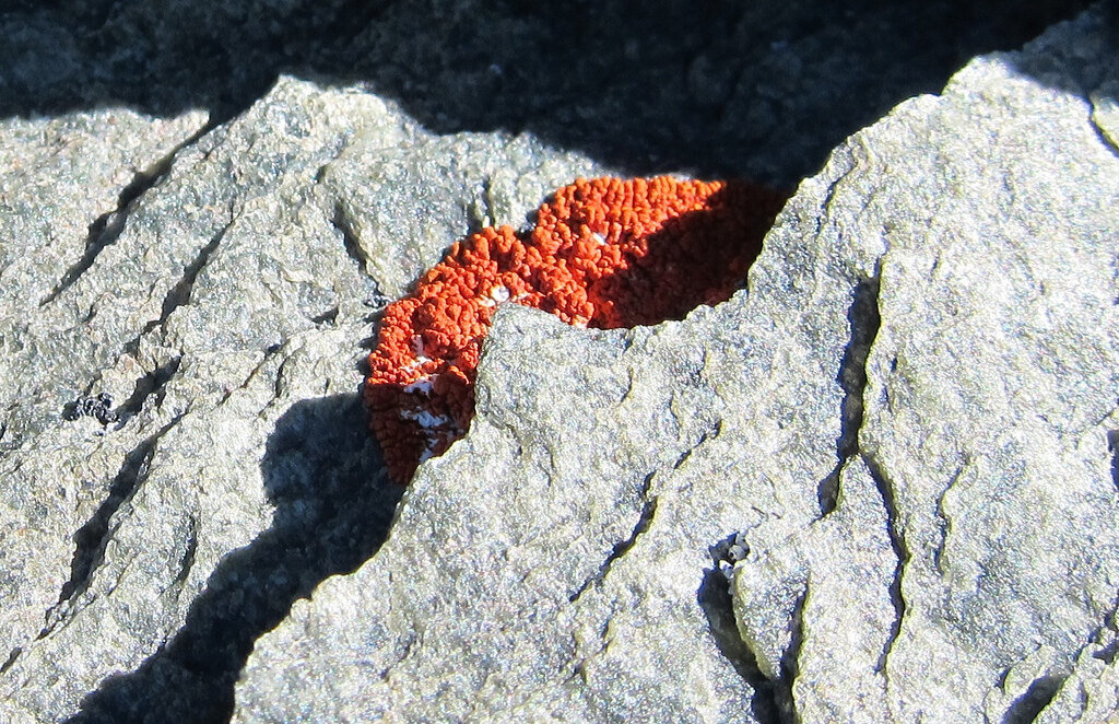 Orange lichen on Mount Sutton