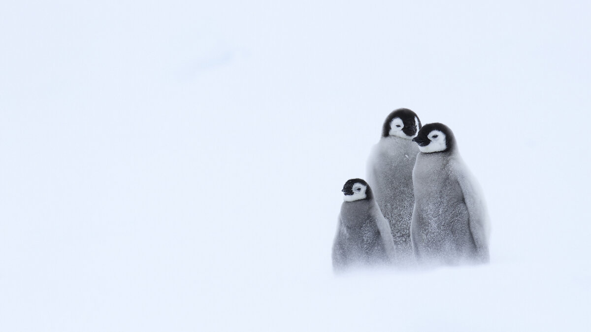 Three emperor penguin chicks huddle together in a snow storm