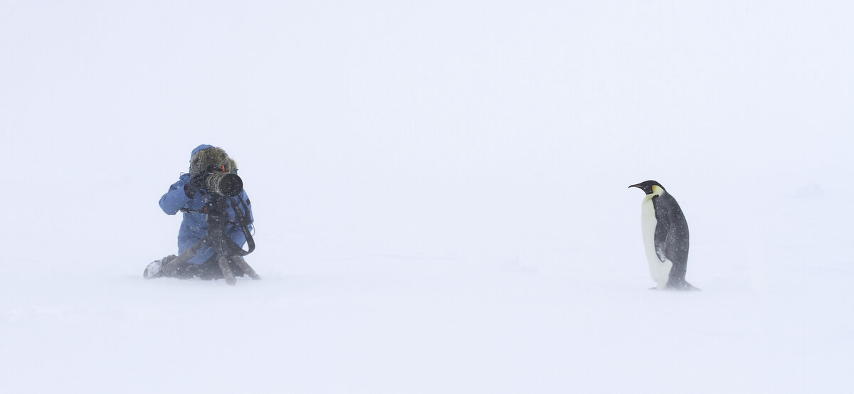 Photographer captures a single adult emperor in a snow storm